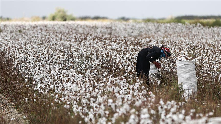 Pamuk gerçek değerini temiz toplama ve saklamayla buluyor