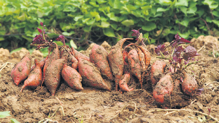 Patateste ‘tatlı’ kazanç