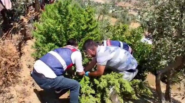 'Pes' dedirten savunma kızını evlendirmek için kenevir ekmiş