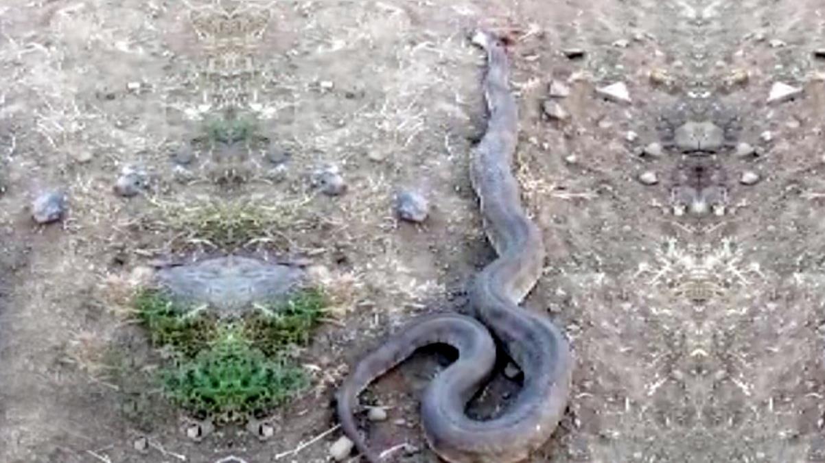 Pitonu andıran engerek yılanı! Sürüye fazla yaklaşınca çoban köpekleri affetmedi