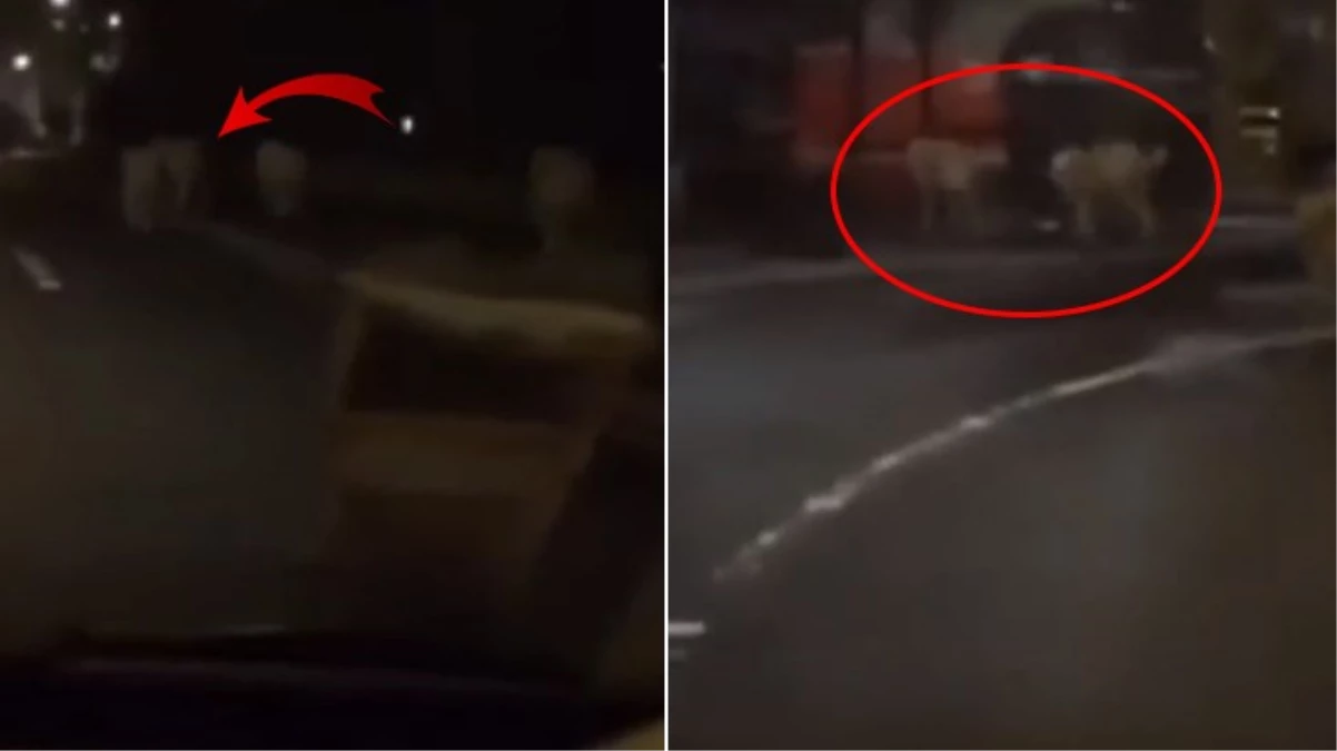 Protestolar sırasında serbest bırakılan 3 aslan Paris sokaklarında görüntülendi