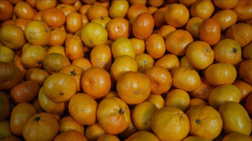 Rekoltesi düşen mandalina fiyatıyla üreticisini sevindirdi