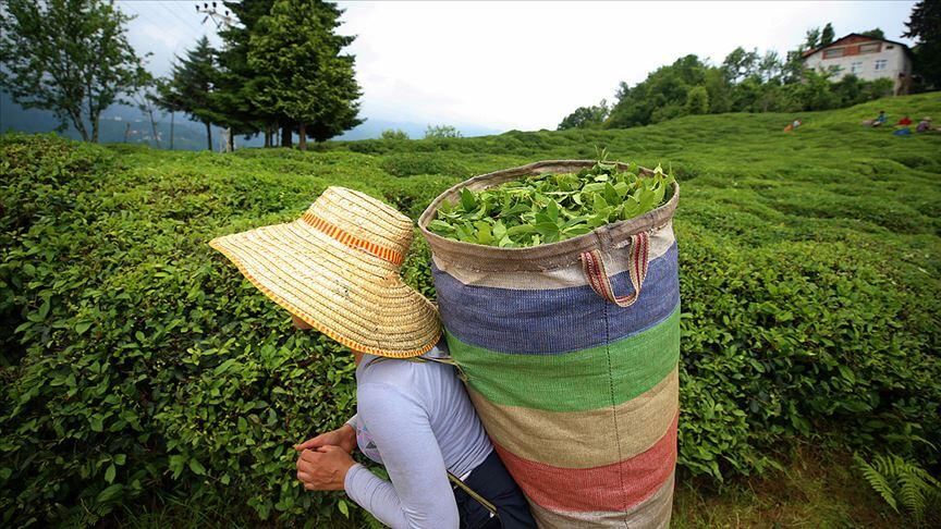 Rize çay ihracatından 9 ayda 6,4 milyon dolar kazandı