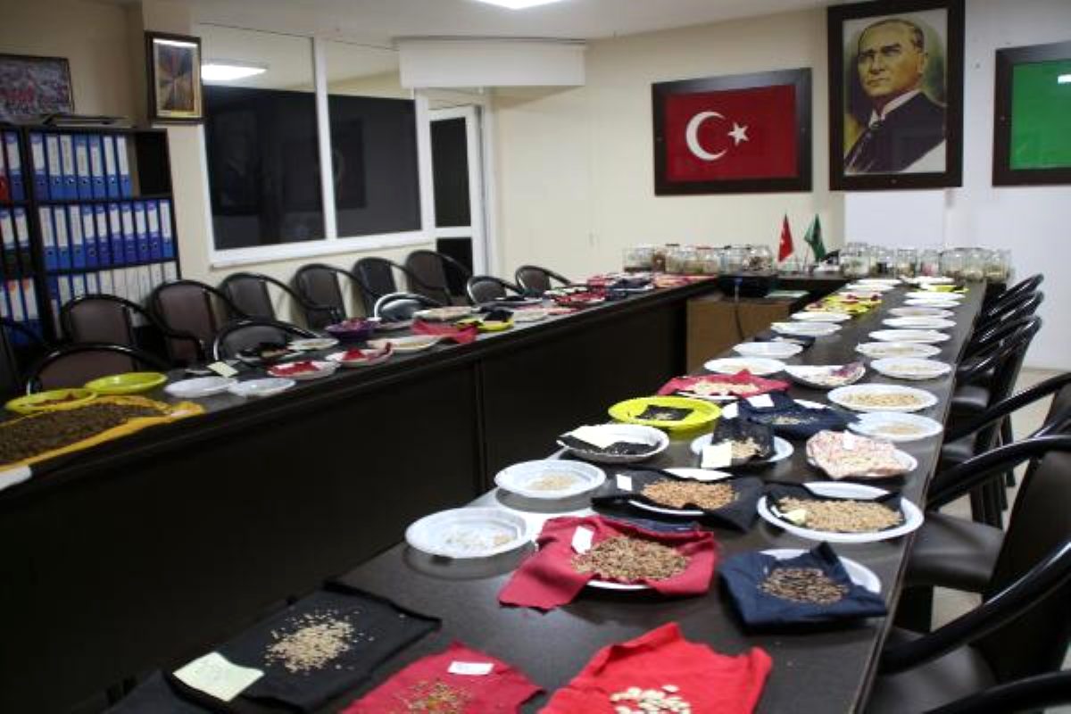 Rize'de ata tohumu seferberliği