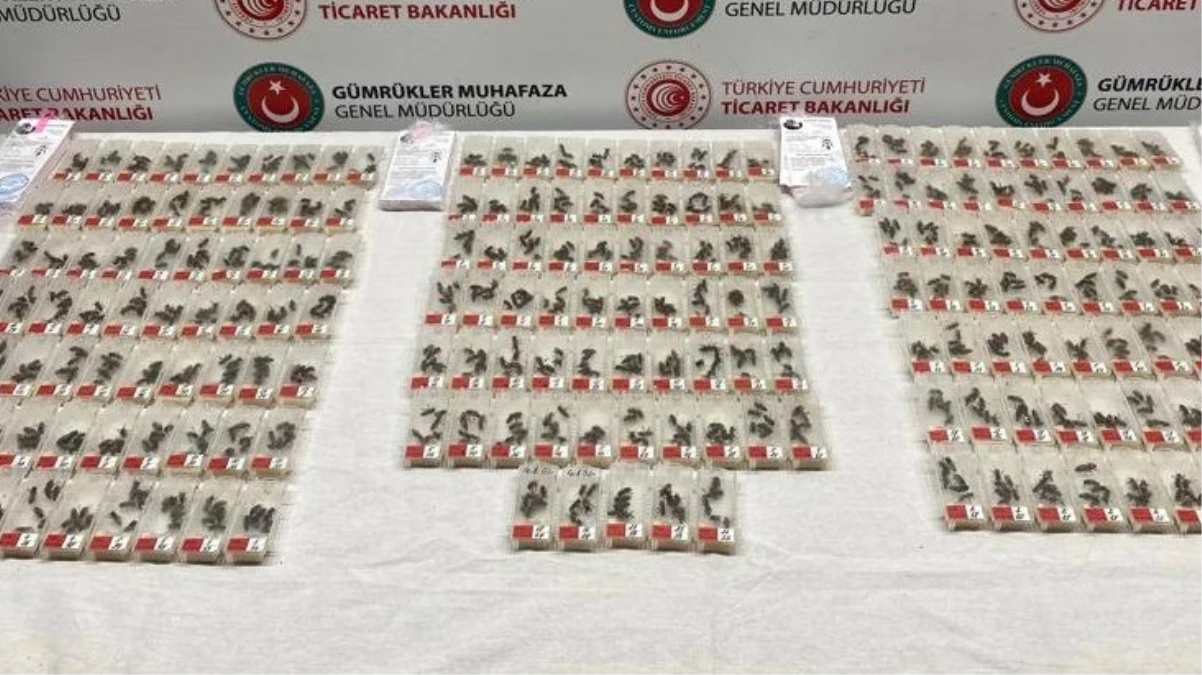 Sabiha Gökçen'de şüpheli yolcunun çantasından binden fazla canlı arı çıktı! Özelliklerini duyunca sebebi anlaşıldı