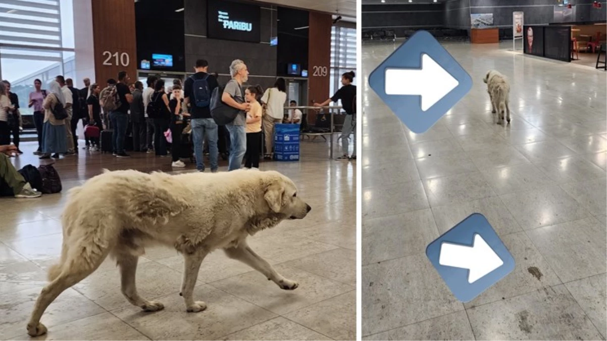 Sabiha Gökçen'de tepki çeken manzara! Sahipsiz köpekler alana girdi, bir de yerlere pisledikleri iddia edildi