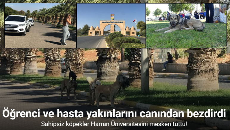 Sahipsiz köpekler Harran Üniversitesini mesken tuttu