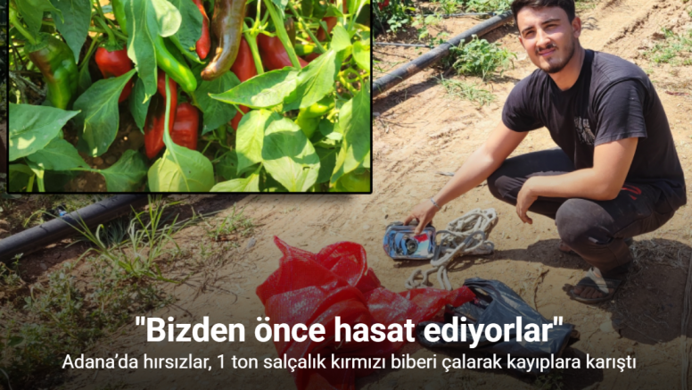 Salçalık biberi önce hırsızlar hasat etti
