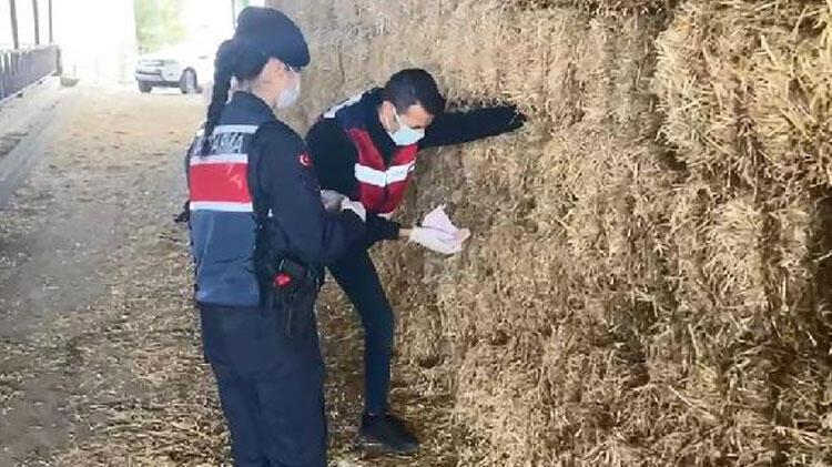 Saman balyalarının arasından deste deste para çıktı