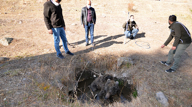 Sarıkamış’ta yol kenarında yaralı ayı bulundu
