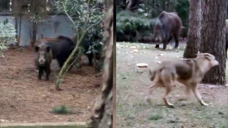 Sarıyer'de aç kalan domuzlar mesire alanına indi