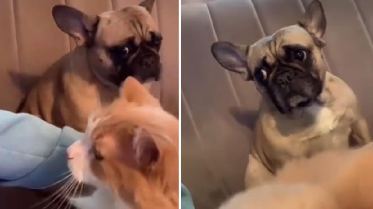 Sevgiden mahrum bırakılan köpeğin videosu sosyal medyada viral oldu