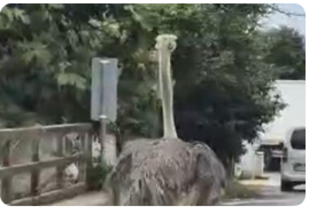 Şile’de hayvanat bahçesinden kaçan deve kuşu ortalığı birbirine kattı