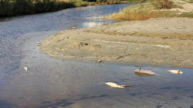 Silivri’de büyük tedirginlik! Ölü balıklar kıyıya vurdu