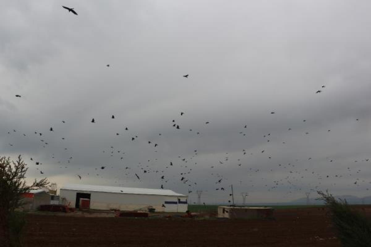 Silopi'de kargalar, tarlaları istila etti