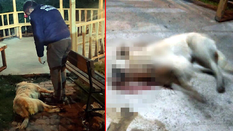 Simav'da 5 köpek zehirlenerek öldü! Olayla ilgili flaş gelişme