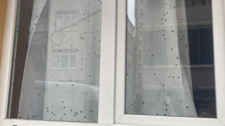 ‘Sinekli ev’ alarmı! Ceset olabileceği ihbarı polisi harekete geçirdi