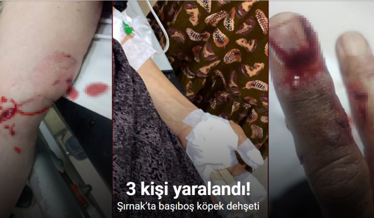 Şırnak’ta başıboş köpek dehşeti: 3 kişi yaralandı