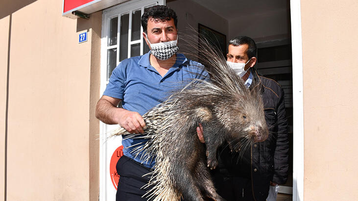 Şırnak'ta yaralı bulunan koruma altındaki oklu kirpi tedaviye alındı