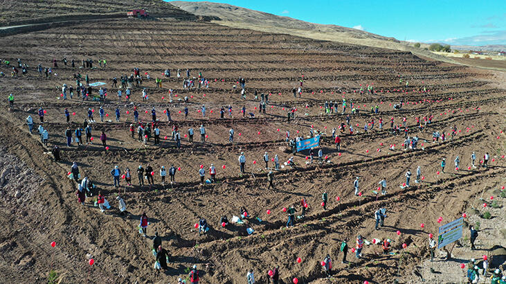 Sivas'ta, 1 milyon fidan toprakla buluşturuldu