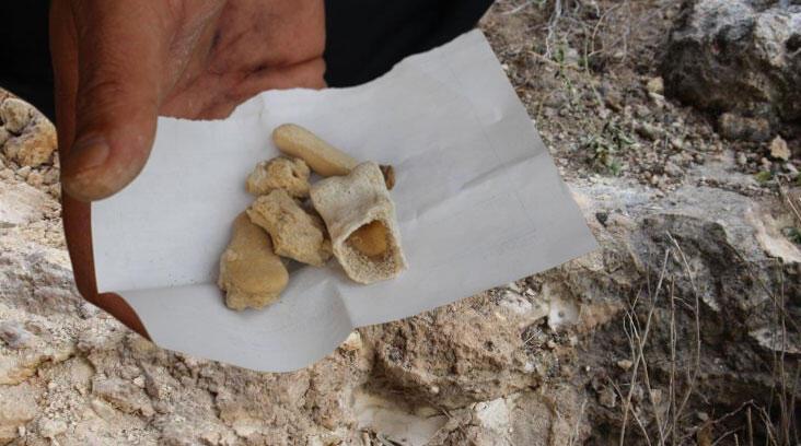 Sivas'ta tesadüfen bulundu! 'Günümüzde bulunan hiçbir canlı kemiğine benzemiyor'