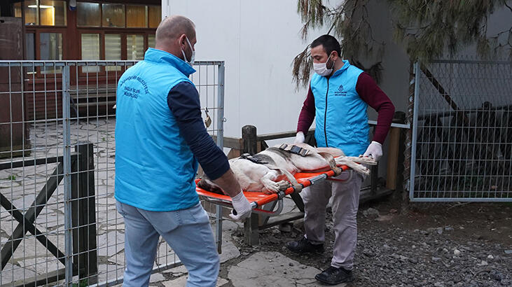 sokak köpeğini vurdu