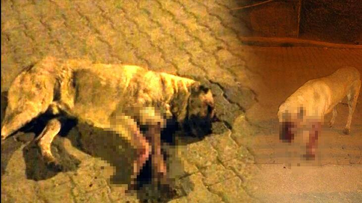 Sokak köpeğinin gözlerini oyup sopayla öldüresiye dövdüler