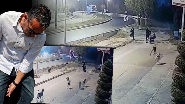 Sokak köpekleri bebek arabalı aileye kabusu yaşattı