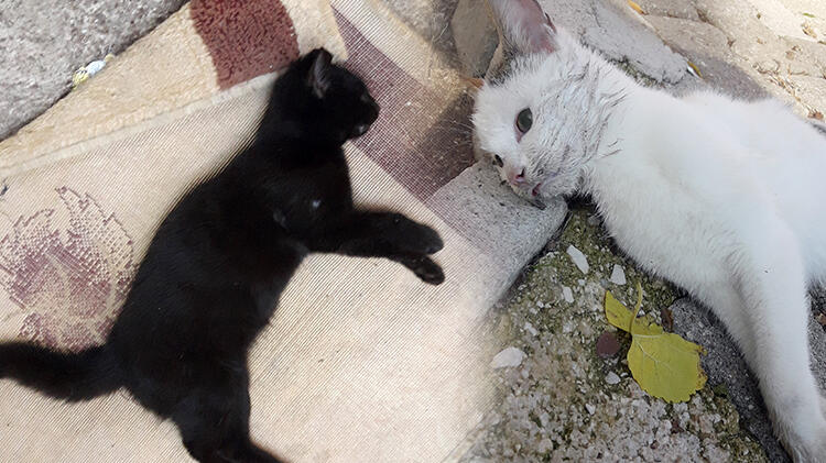 Son dakika... Kemer'de 17 kedi ve 3 tavuk zehirlenerek öldürüldü!