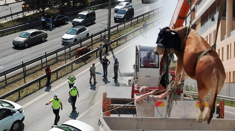 Son dakika... Pendik'te kaçan boğayı kurtarma operasyonu!