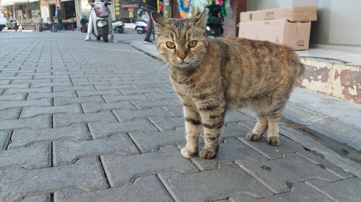 Son dakika... Sokak kedilerinin kaybolduğu şehirde 'satanist' paniği! Ayin için sürekli telefon açıyorlar