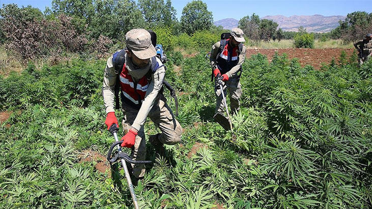 Son dakika! 168 ton toz esrar elde edilebilecek kenevir yakalandı