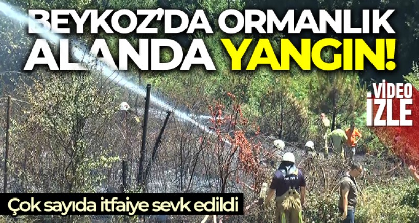 SON GELİŞME Beykoz'da ormanlık alanda yangın!