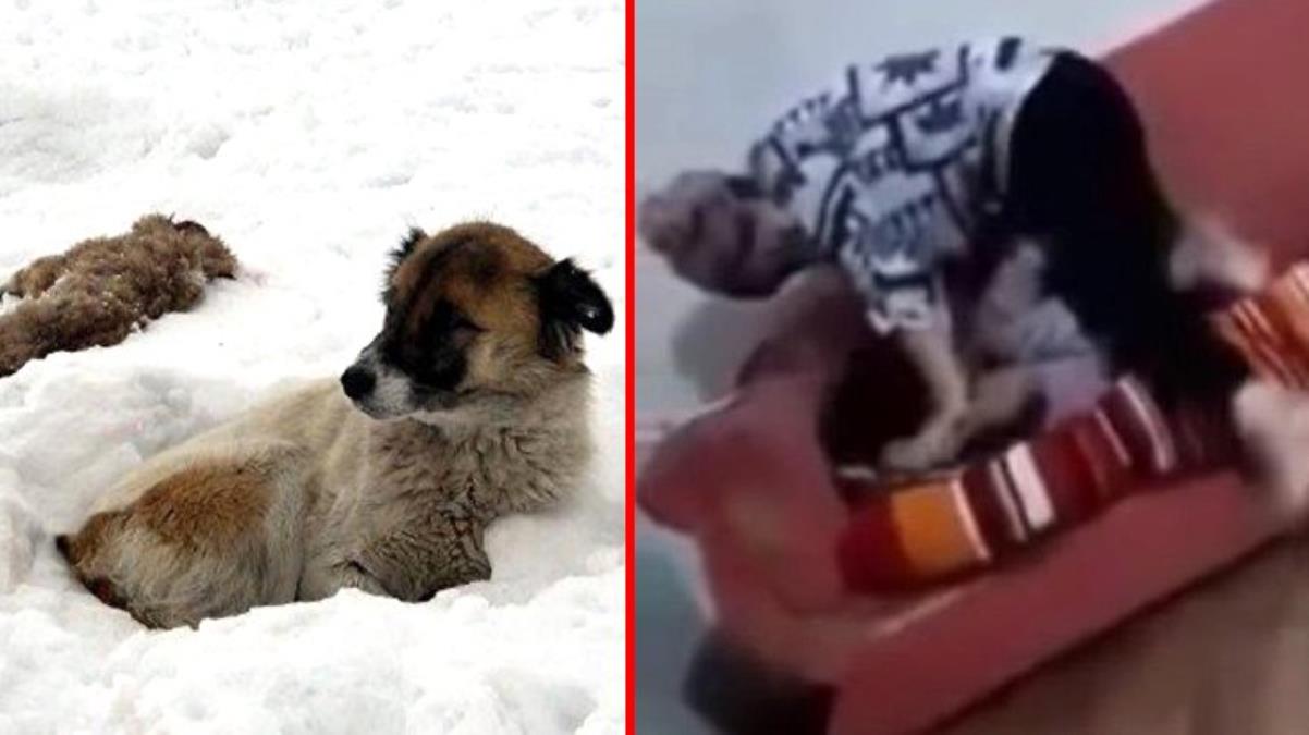 Sosyal medya bunu konuşuyor! Kızını boğmaya çalışan anne, ölen yavrularının başında 5 gün bekleyen köpeği hatırlattı