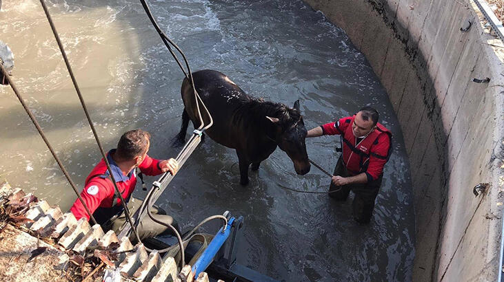 Sulama kanalına düşen atı, itfaiyeciler kurtardı