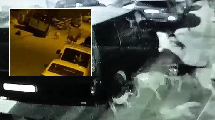 Sultangazi'de sürü halinde gezen köpekler kedileri öldürdü