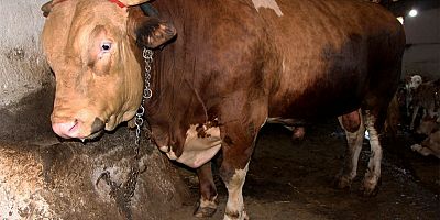 1,3 tonluk kurbanlık boğa 80 bin liradan satışa çıktı