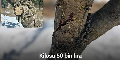 11 yıl sonra hasat başladı: Kilosu 50 bin lira