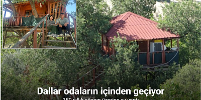 150 yıllık ağacın üzerine ev yaptı: Dallar odaların içinden geçiyor