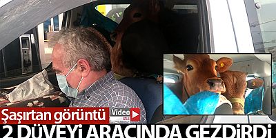 2 düveyi aracının arka koltuğunda yaylaya böyle götürdü