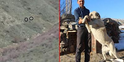 2 kangal köpeği sürüye yaklaşan ayıyı böyle kovaladı