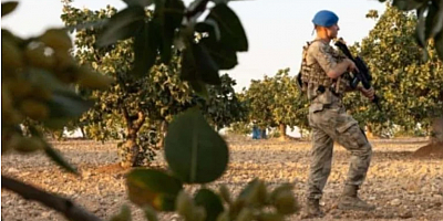 3 kilosuna daire satın alınıyor: Askerler tarlanın başında gece gündüz nöbete başladı