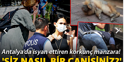 5 yavru köpek katledildi, hayvanseverler isyan etti