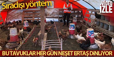 55 yıllık yumurta üreticisinden sıra dışı 'müzikli' yöntem