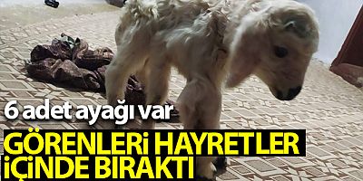 6 ayaklı dünyaya gelen kuzu görenleri hayretler içinde bıraktı