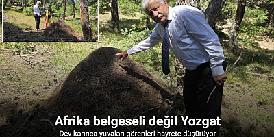 Afrika belgeseli değil Yozgat: Dev karınca yuvaları görenleri hayrete düşürüyor