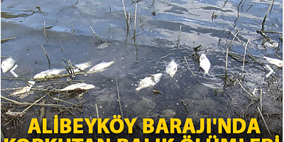 Alibeyköy Barajı'nda korkutan balık ölümleri 