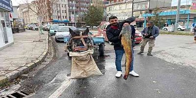 Ardahan'da boyları 1,5 metreyi aşan 5 yayın balığı yakalandı