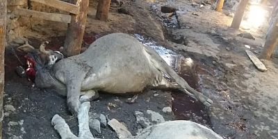 Ardahan merkeze bağlı Tunçoluk (Panik) köyünde meydana gelen yangında bir ahır tamamen yanarken Ahırda bulunan canlılar yanarak, telef oldular.