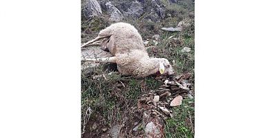 Arılarının ardından 5 koyunu telef oldu